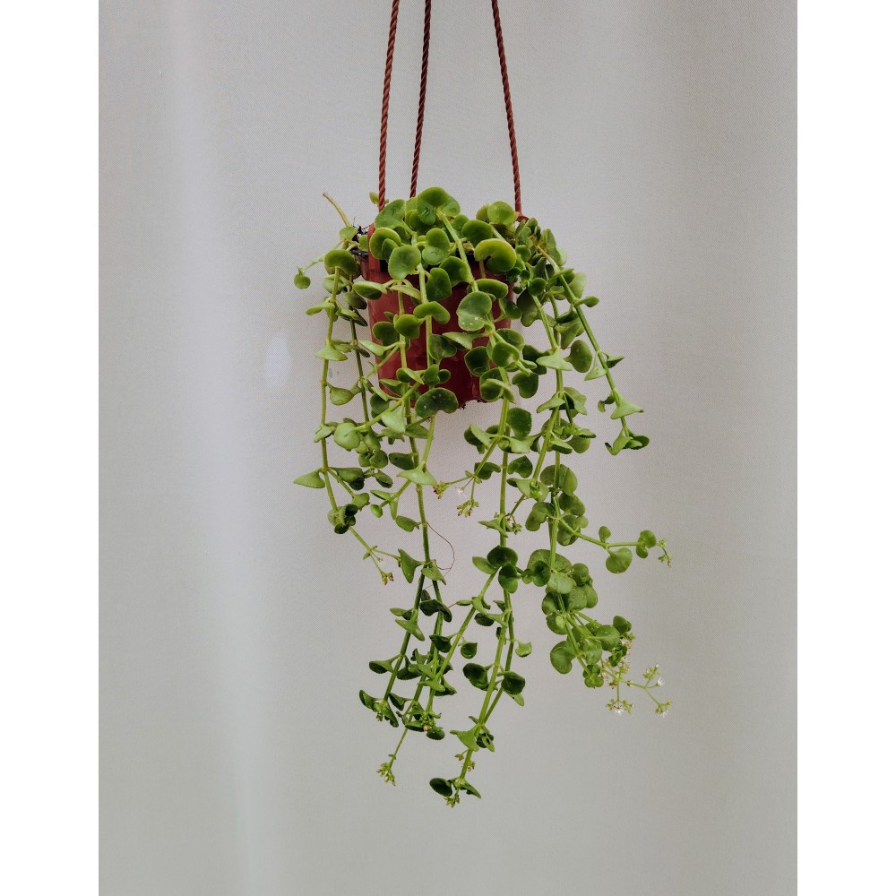 Crassula spathulata ( κρεμοκλαδης κρασουλα)