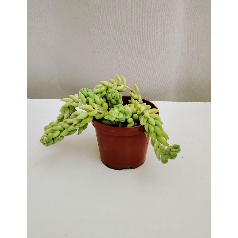 Sedum morganianum (ουρά γαϊδάρου)