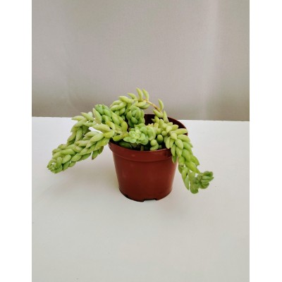 Sedum morganianum (ουρά γαϊδάρου)