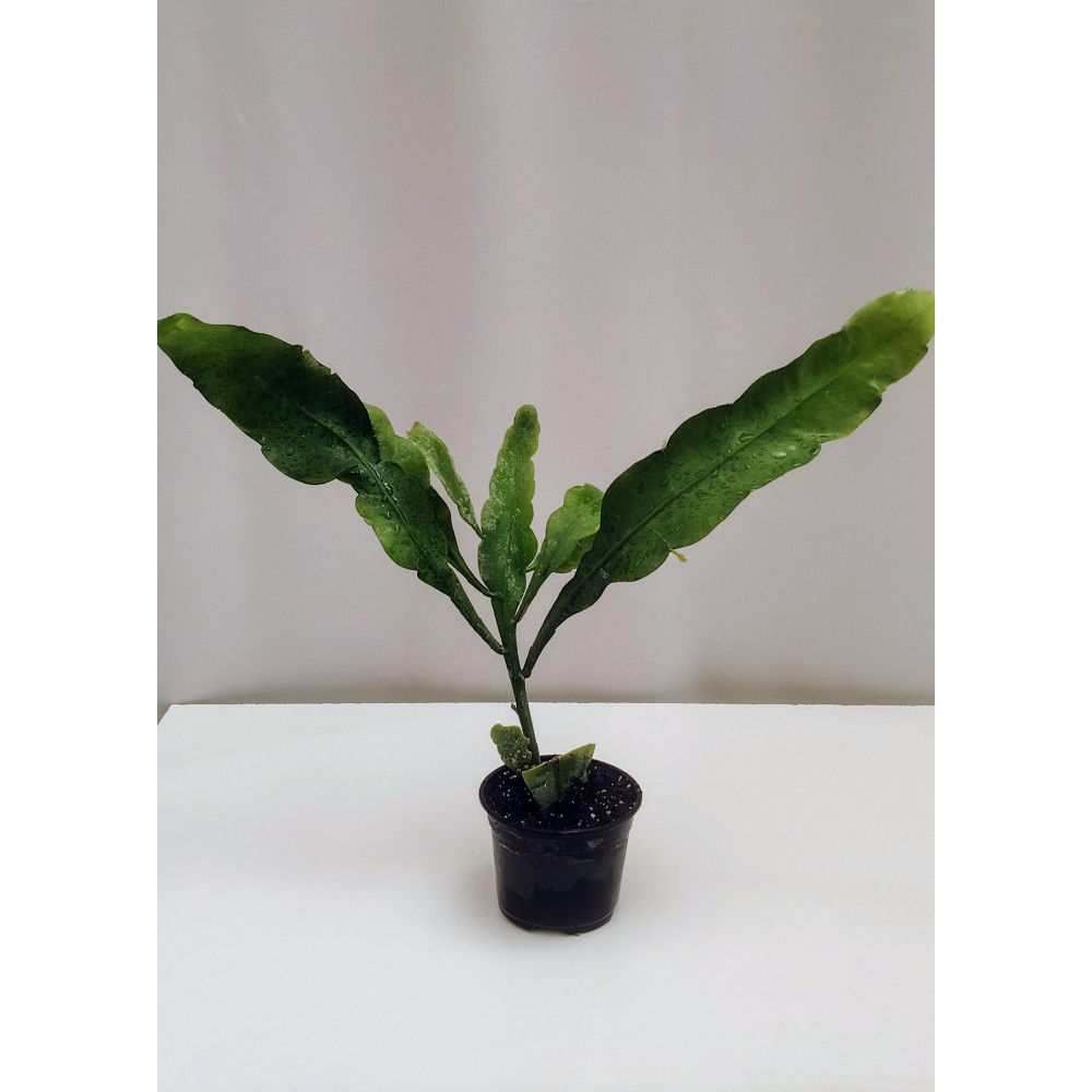 Epiphyllum oxypetalum (βασιλισσα της νύχτας) 10 cm γλάστρα 