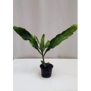 Epiphyllum oxypetalum (βασιλισσα της νύχτας) 10 cm γλάστρα 