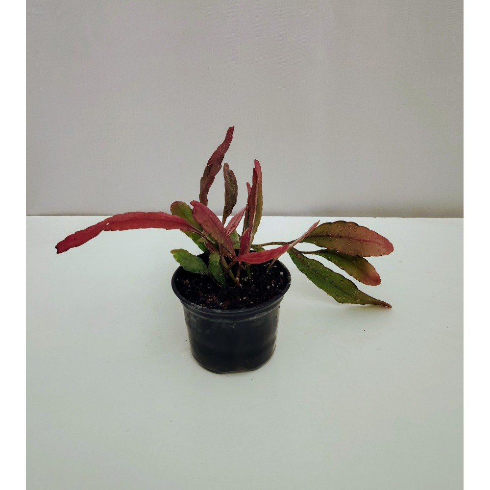 Pseudorhipsalis ramulosa (10,5 cm)