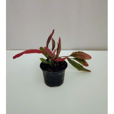 Pseudorhipsalis ramulosa (10,5 cm)