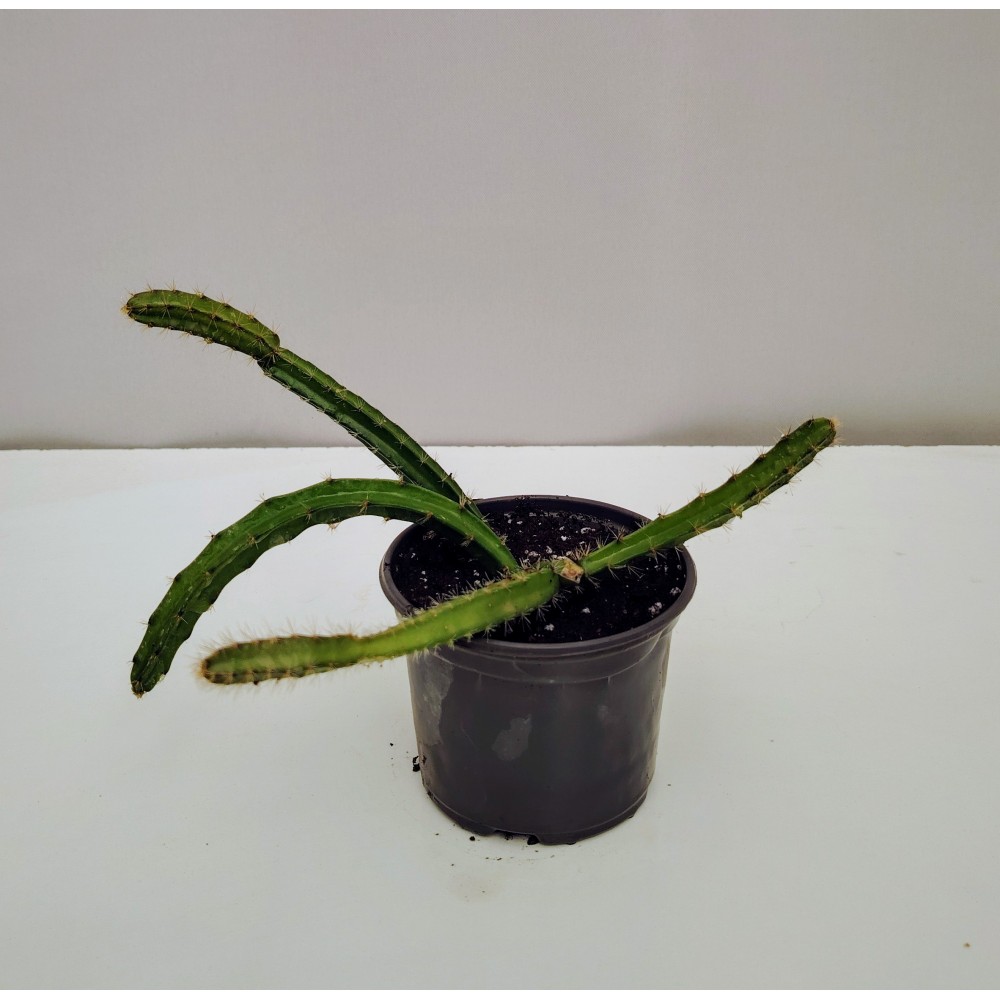 Selenicereus hamatus 10 cm γλάστρα 