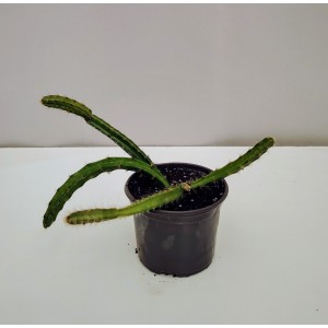 Selenicereus hamatus 10 cm γλάστρα 