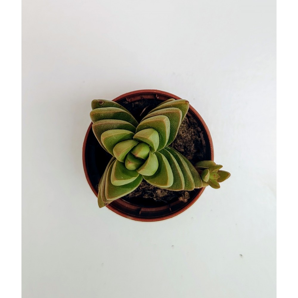 Crassula Benjamin 