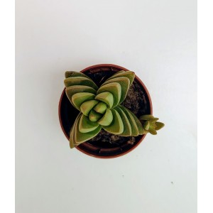 Crassula Benjamin 