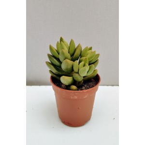 Crassula Benjamin 