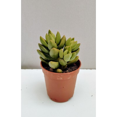 Crassula Benjamin 