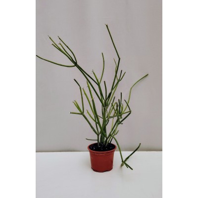 Euphorbia turcalii (Μολύβοδέντρο) 10,5 γλαστρα