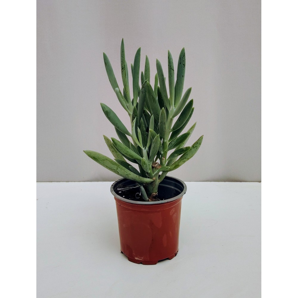 Curio ficoides (senecio Mount Everest) 