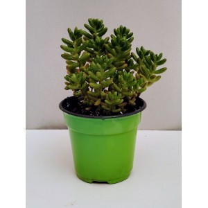 Sedum stahlii (10 cm γλάστρα)