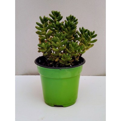 Sedum stahlii (10 cm γλάστρα)
