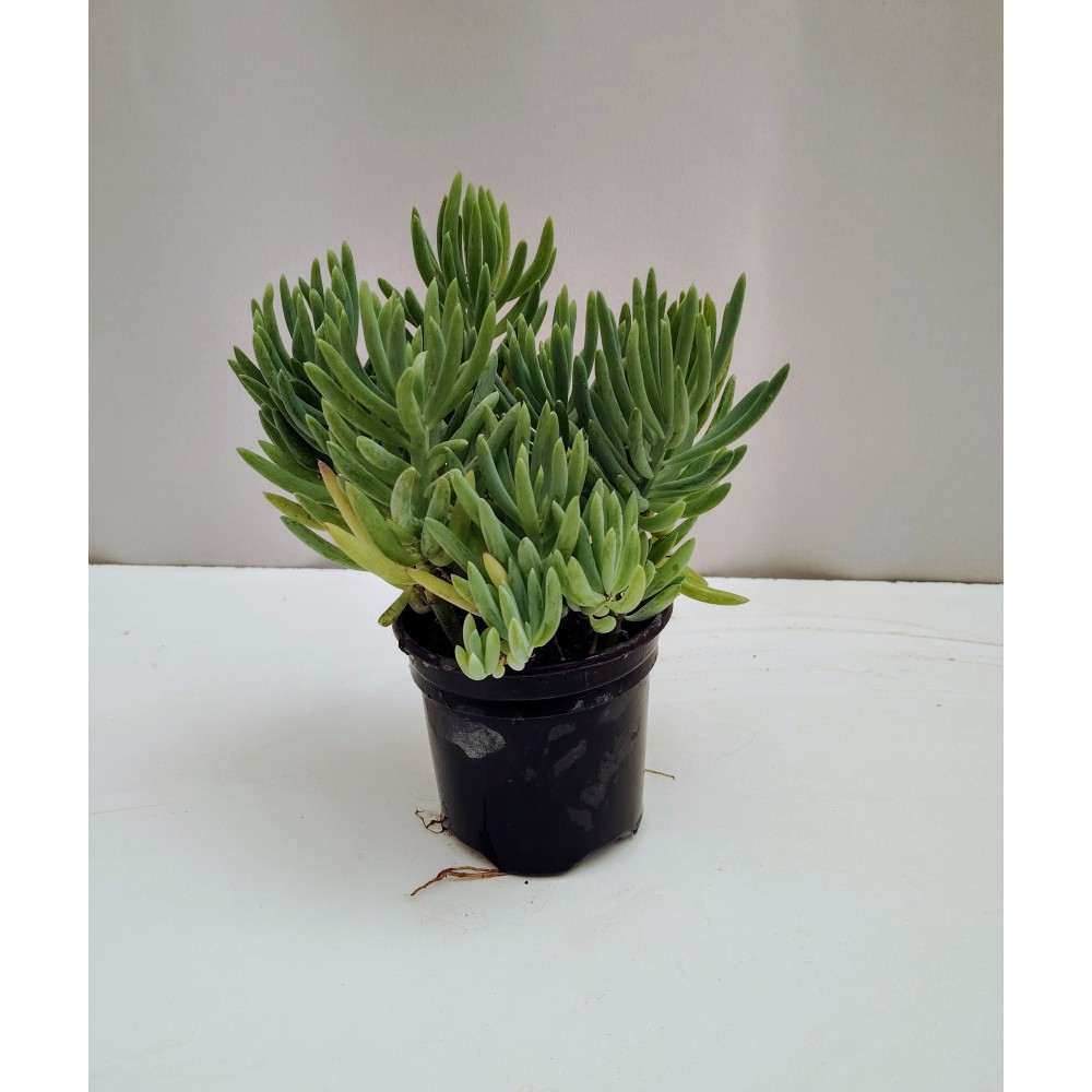 Senecio vitalis 10,5 γλάστρα 