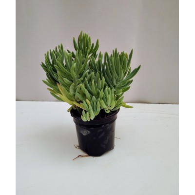 Senecio vitalis 10,5 γλάστρα 