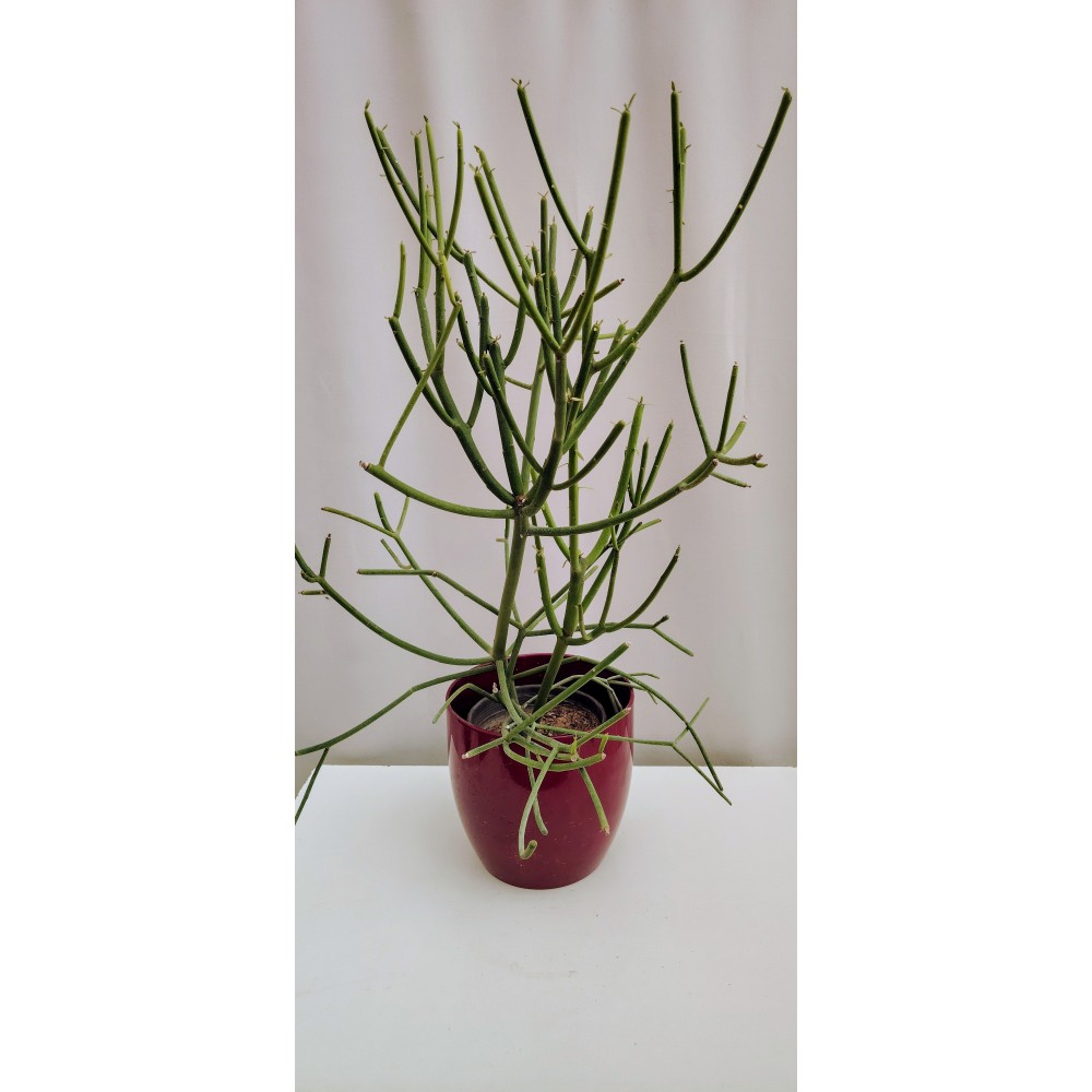 Euphorbia turcalii (Μολύβοδέντρο) 2 λίτρα 