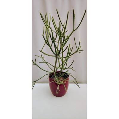 Euphorbia turcalii (Μολύβοδέντρο) 2 λίτρα 