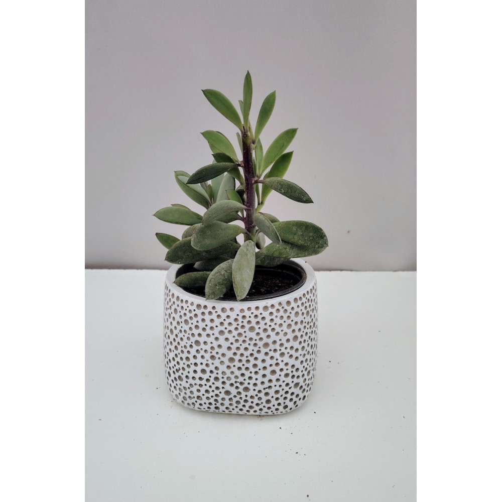 Senecio crassissimus 10,5 cm γλάστρα 