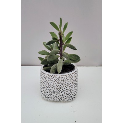 Senecio crassissimus 10,5 cm γλάστρα 