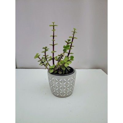 Πορτουλακαρια  η υπομονή (10,5 γλάστρα)