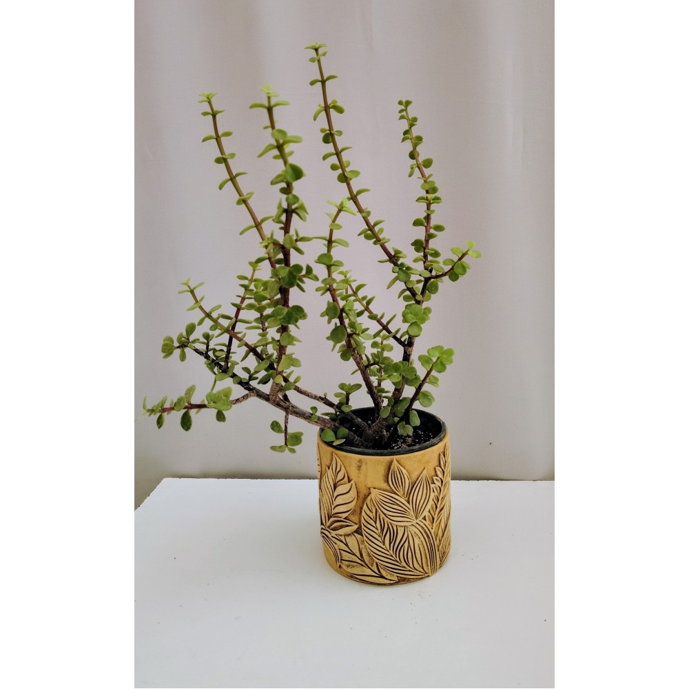 Πορτουλακαρια  η υπομονή 2 λιτρα