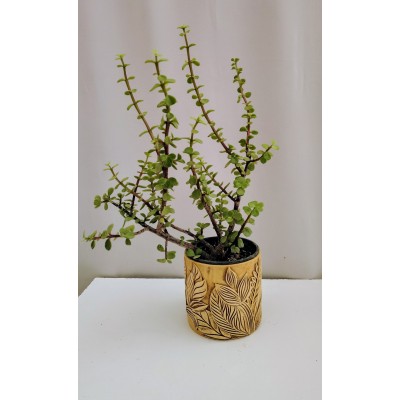 Πορτουλακαρια  η υπομονή 2 λιτρα