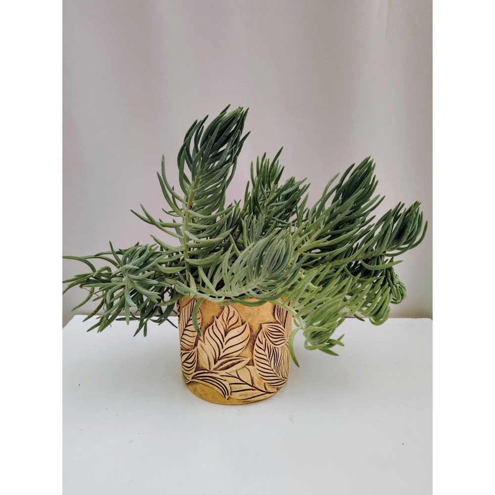 Senecio vitalis 2 λίτρα γλάστρα 