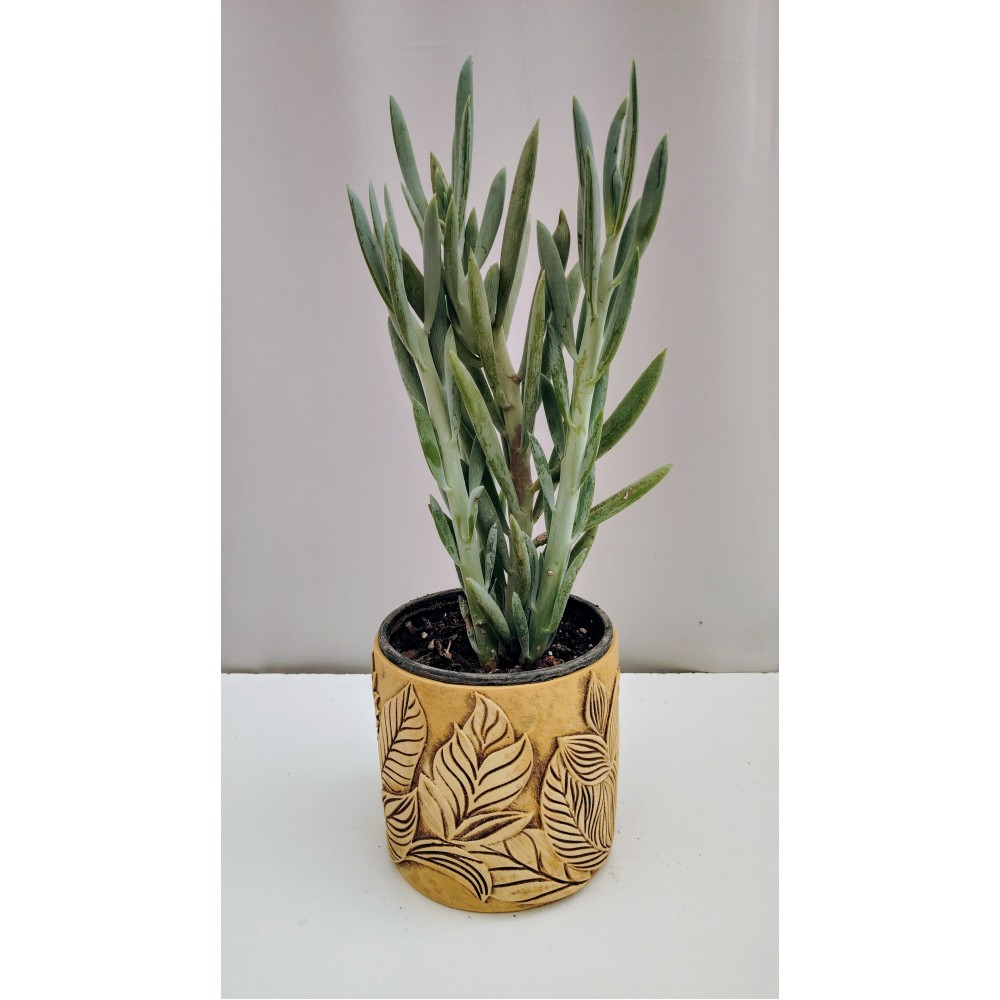 Curio ficoides (senecio Mount Everest)   2 λίτρα γλάστρα 