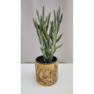 Curio ficoides (senecio Mount Everest)   2 λίτρα γλάστρα 