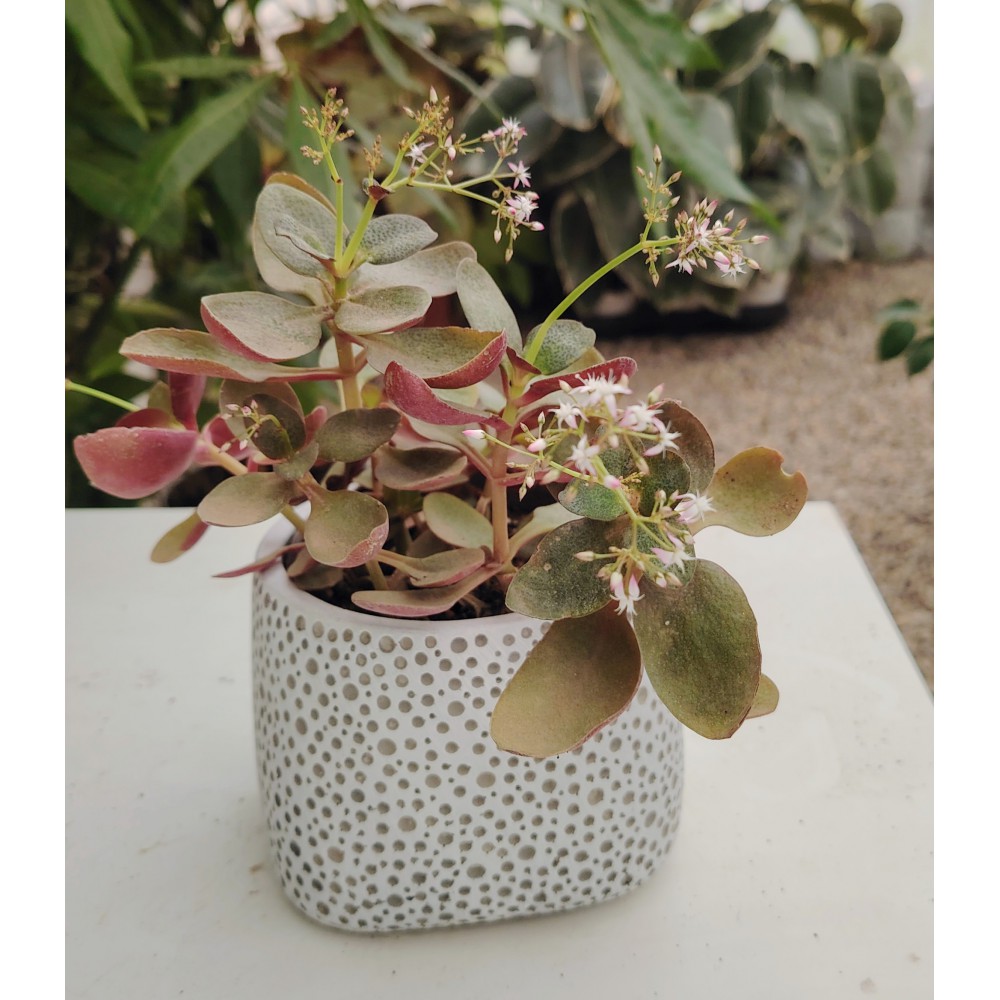 Crassula multicava σε γλάστρα 10,5 διάμετρο