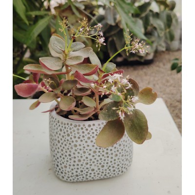 Crassula multicava σε γλάστρα 10,5 διάμετρο