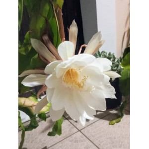 Epiphyllum oxypetalum (βασιλισσα της νύχτας) 10 cm γλάστρα 