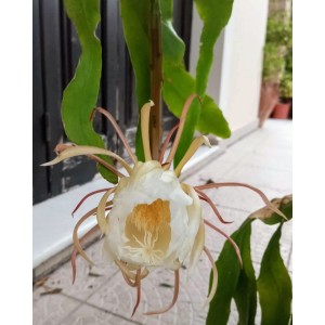 Epiphyllum oxypetalum (βασιλισσα της νύχτας) 10 cm γλάστρα 