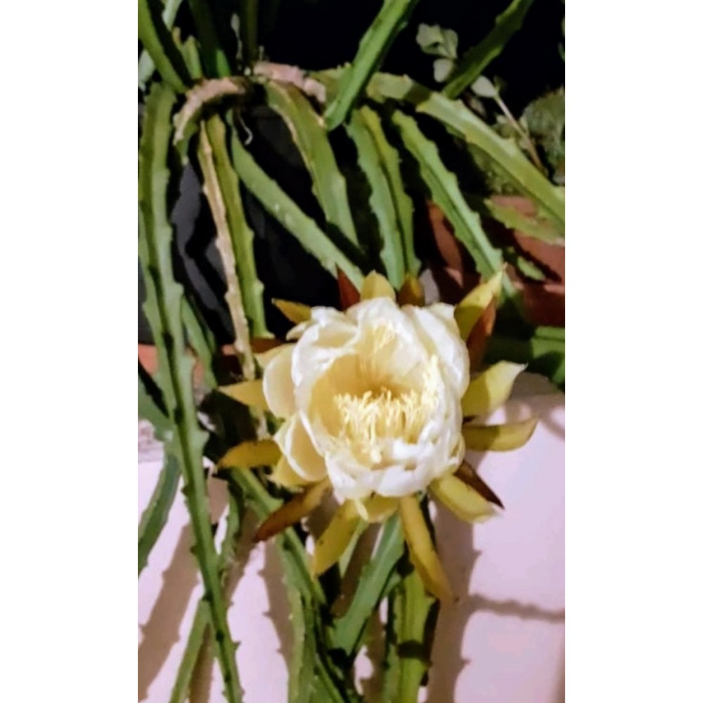 Selenicereus hamatus 10 cm γλάστρα 