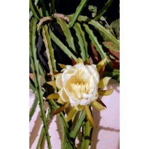 Selenicereus hamatus 10 cm γλάστρα 