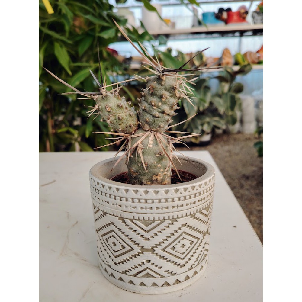 Tephrocactus articulatus var papyracanthus 