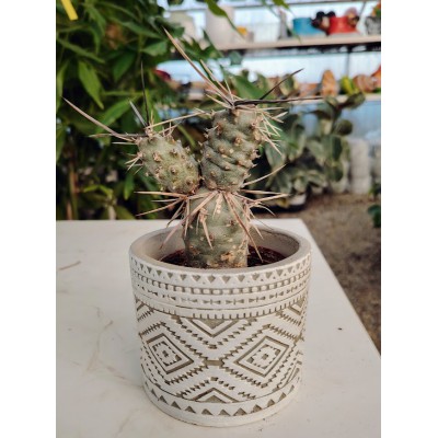 Tephrocactus articulatus var papyracanthus 