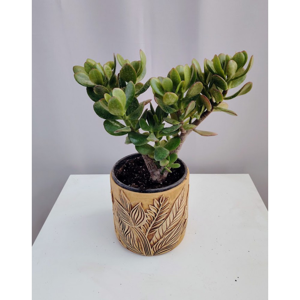 Crassula ovata (money plant) 10, 5 cm γλαστρα