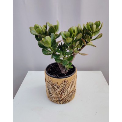 Crassula ovata (money plant) 10, 5 cm γλαστρα