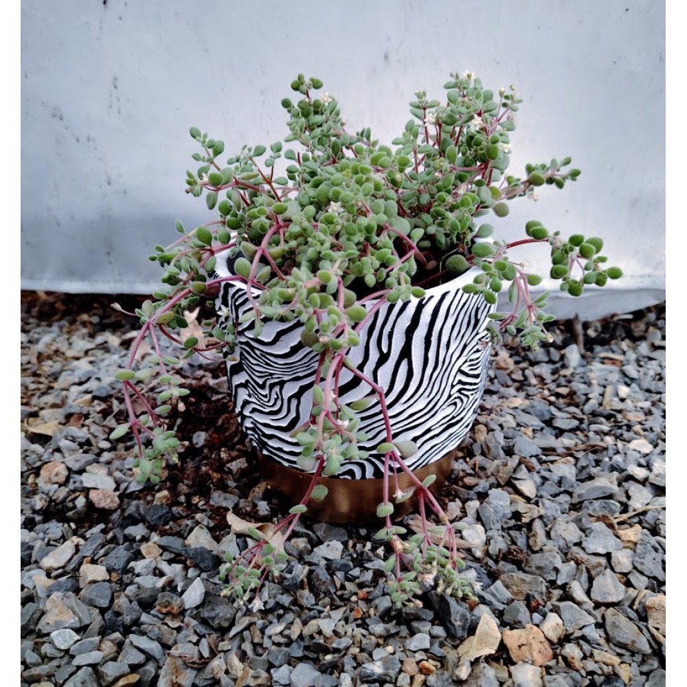 Crassula expansa Αiton 