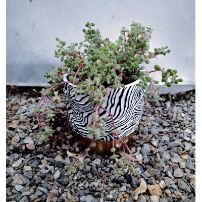 Crassula expansa Αiton 
