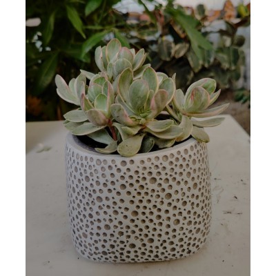 Crassula swaziensis variegata