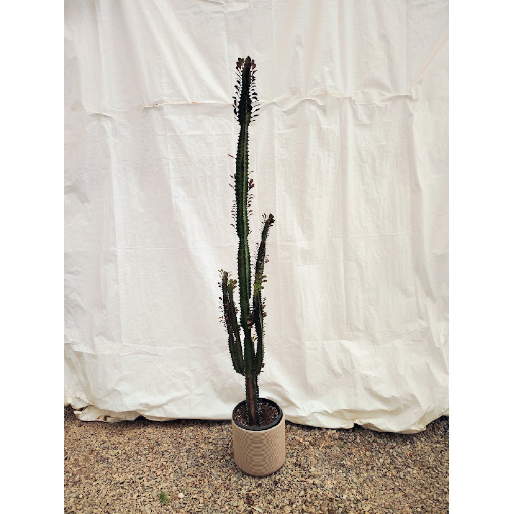 Εφορμπια (Euphorbia trigona ‘Rubra’) 1,3 m+ Φυτά για παραθαλάσσιες περιοχές 