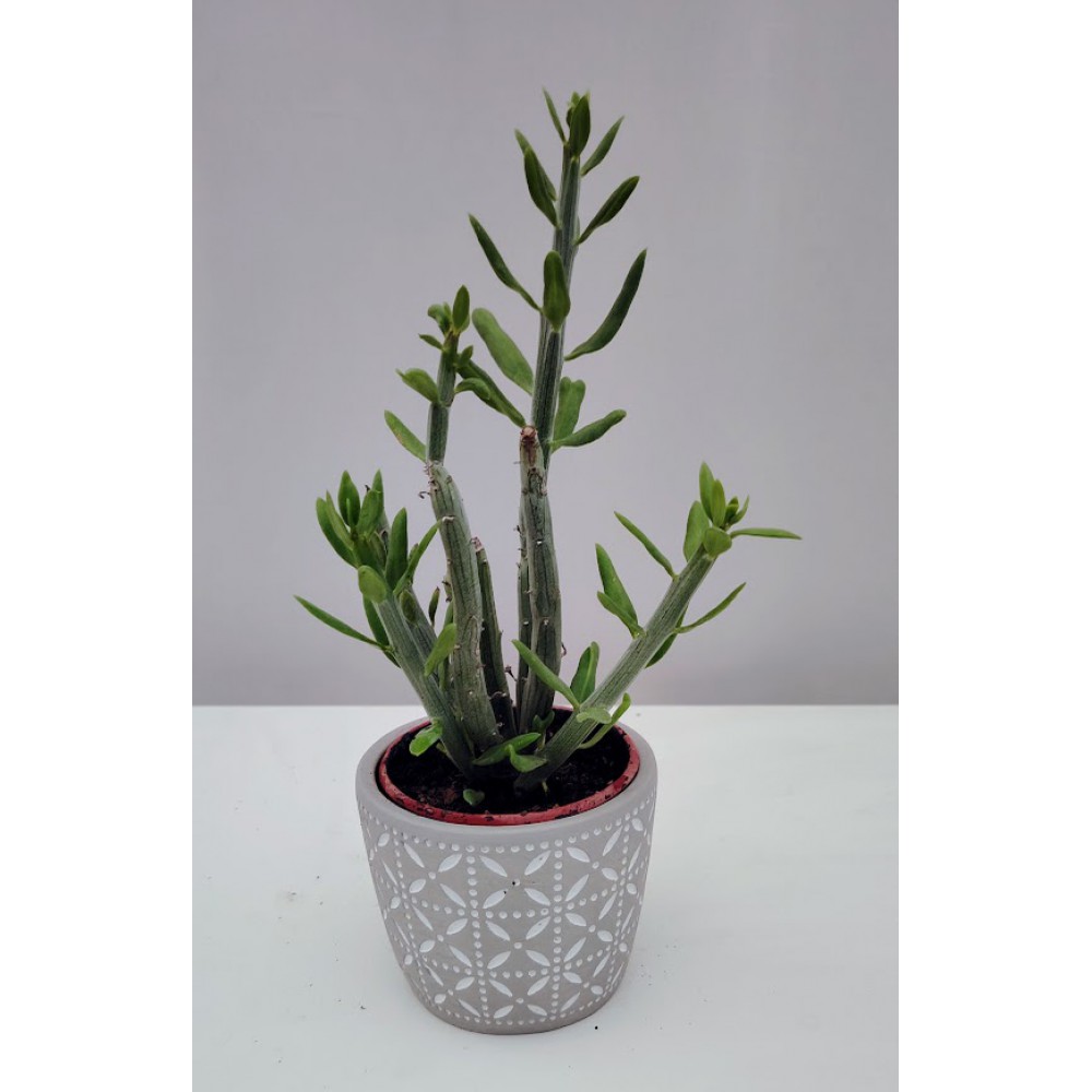 Kleinia anteuphorbium