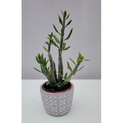 Kleinia anteuphorbium