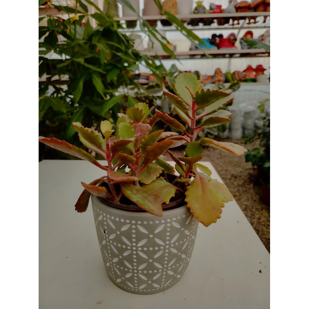 Kalanchoe longiflora coccinea