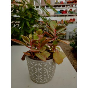 Kalanchoe longiflora coccinea