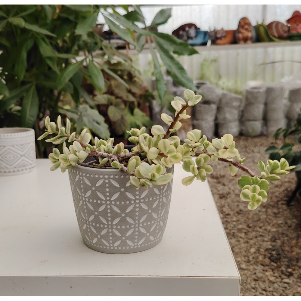 portulacaria afra variegata