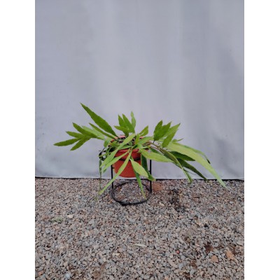 Epiphyllum pumilum (orchid cactus)