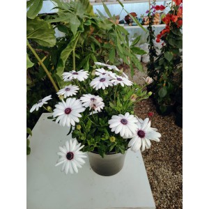 Διμορφοθήκη